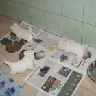 w.5 weeks old.jpg